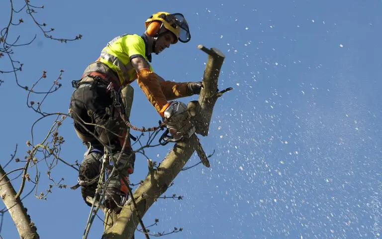 Lemaire Élagage Abattage à Milly-la-Forêt 91 Essonne Lemaire Élagage Abattage à Milly-la-Forêt 91 Essonne